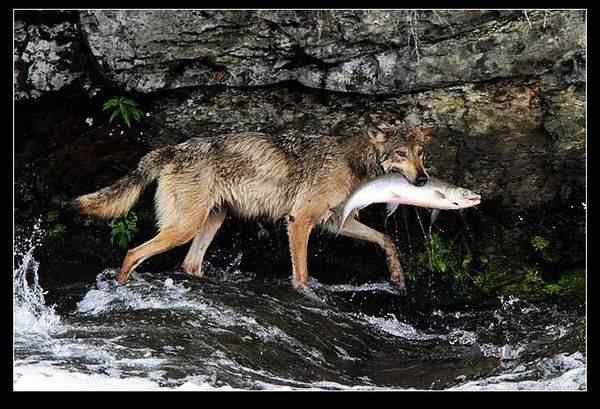 动物世界图片(下) 动物世界图片(下)