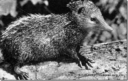 美洲动物 美洲动物