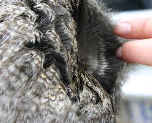 猫头鹰乌林鸮的”雷达系统”