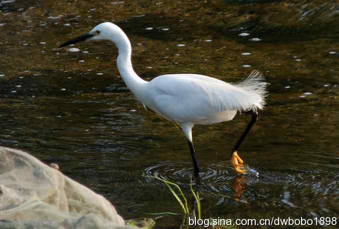 鸟友同游怀沙河 鸟友同游怀沙河