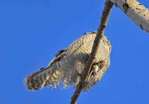 大炮对准大庆猛鸮