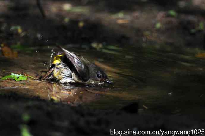 雌性白眉姬鹟（3）