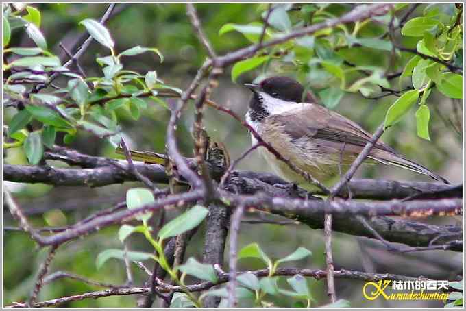 川西高原行&bull;拍鸟【照片】