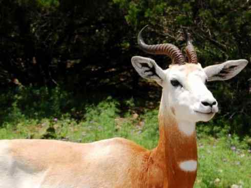 麒麟：传说的兽原型探秘（鹿羚）