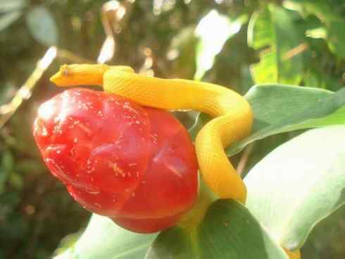 龙：传说的兽原型探秘（响尾蛇类）