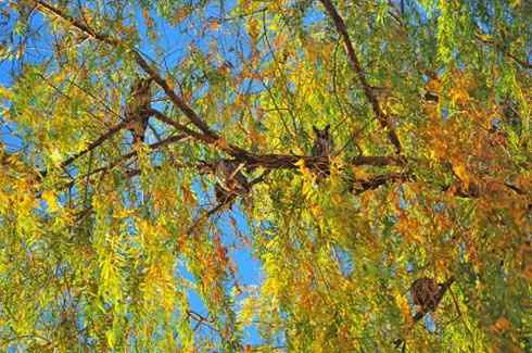 长耳鸮组图欣赏