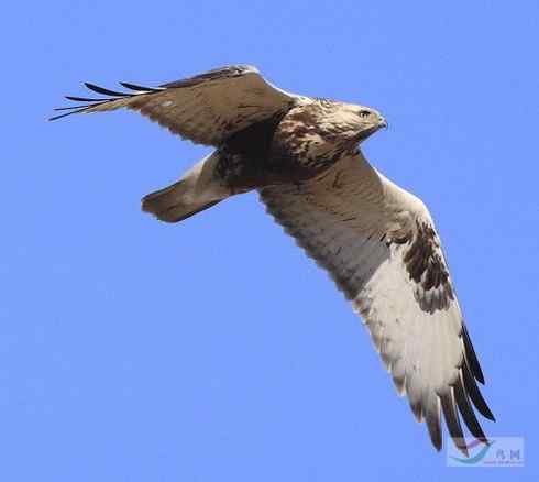 鵟的百变羽色——浅灰型