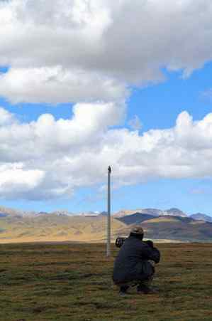 鸟中豪豹大鵟 鸟中豪豹大鵟