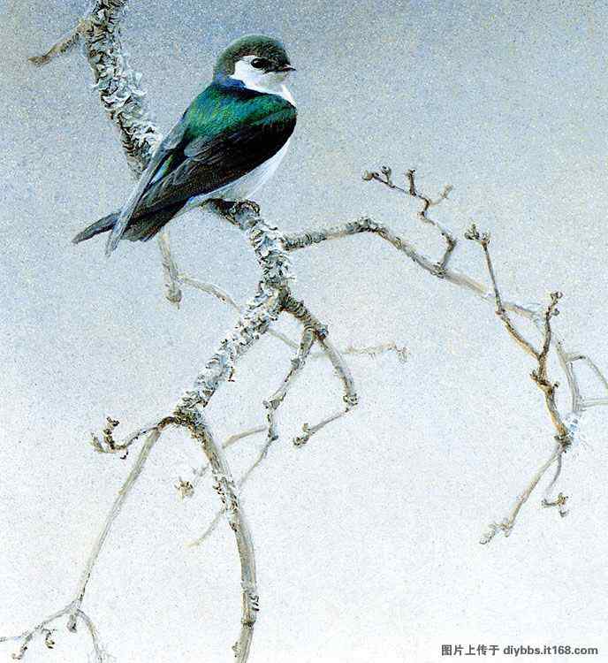 鸟绘——栩栩如生