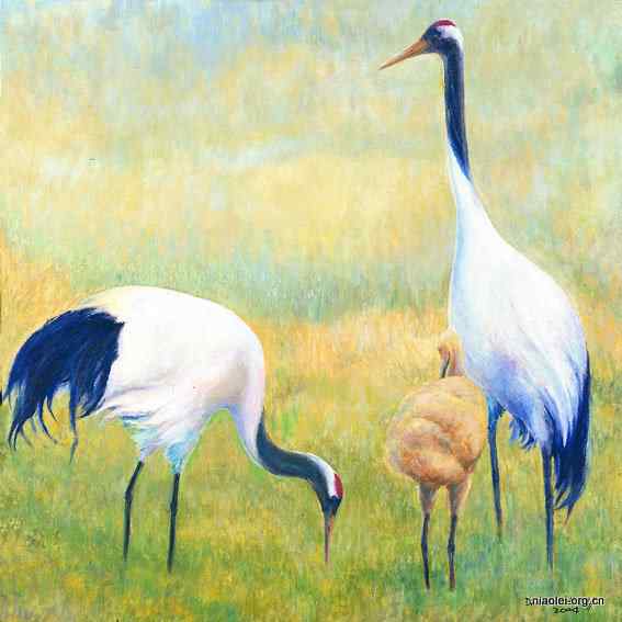 解仑丹顶鹤油画欣赏