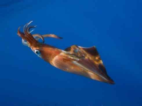 自然奇观:动物大迁徙(乌贼) 自然奇观:动物大迁徙(乌贼)