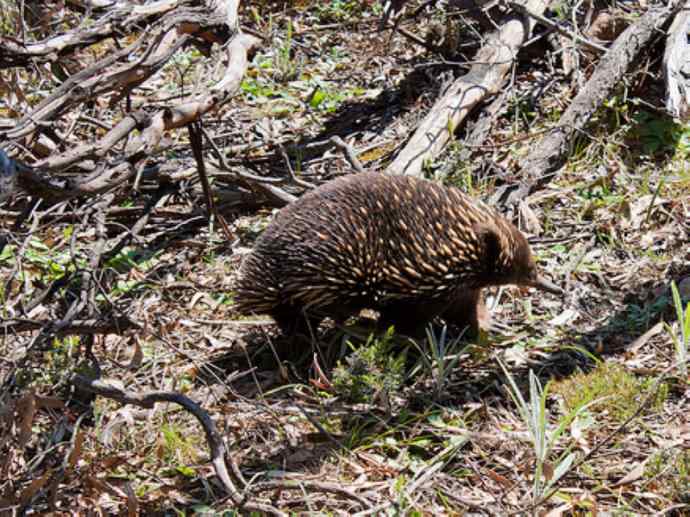 盘点十二大著名食蚁动物：短吻针鼹