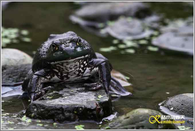 蛙中王者-牛蛙【照片】 蛙中王者-牛蛙【照片】