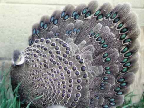 凤凰：传说中的鸟原型探秘（孔雀雉）