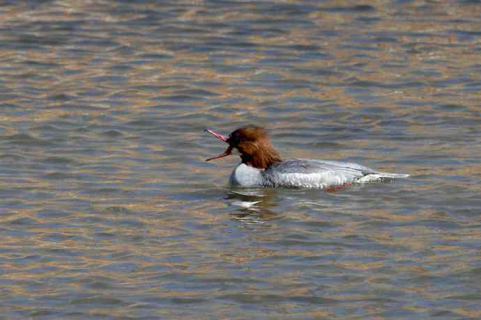 《白河湾的鸭子与十渡的白鹡鸰》
