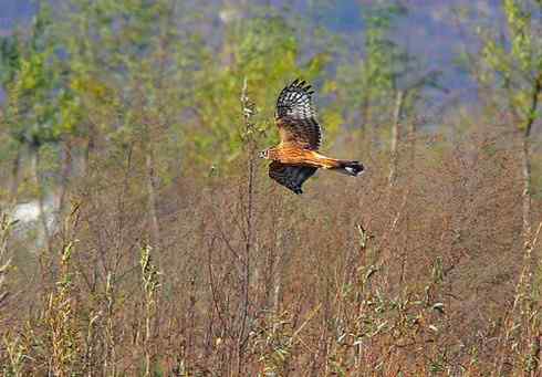 观赏猛鸮 红隼 白尾鹞
