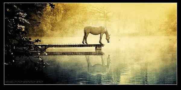 动物世界图片(上)