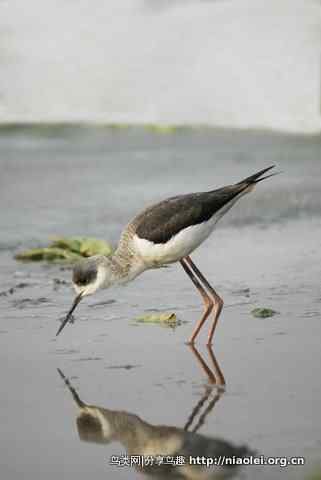 洞庭湖冰天雪地中的鸟类 洞庭湖冰天雪地中的鸟类