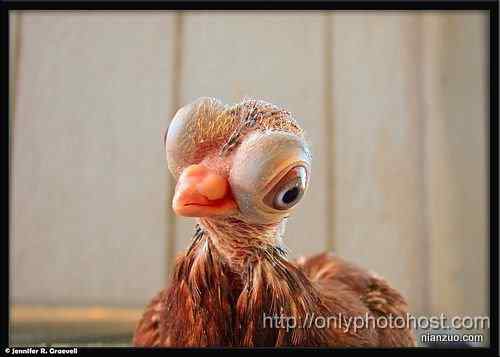 [组图]欣赏动物的眼睛