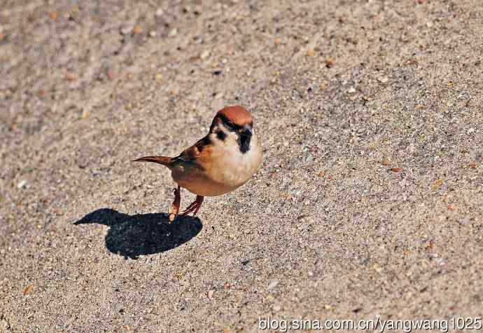 候鸟已过境,麻雀来当家 候鸟已过境,麻雀来当家