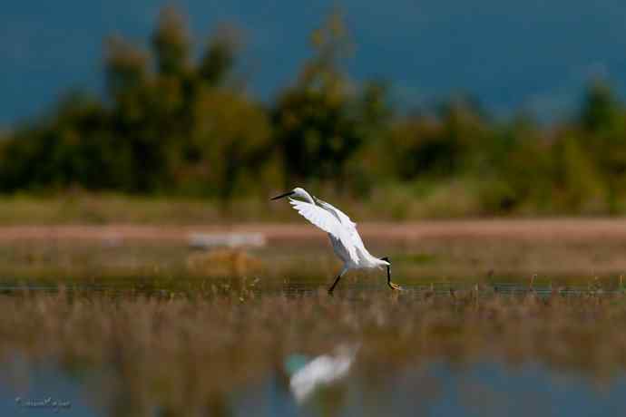 野鸭湖.生境白鹭