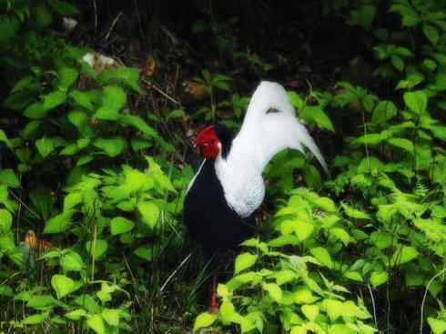 凤凰：传说中的鸟原型探秘（鹇）