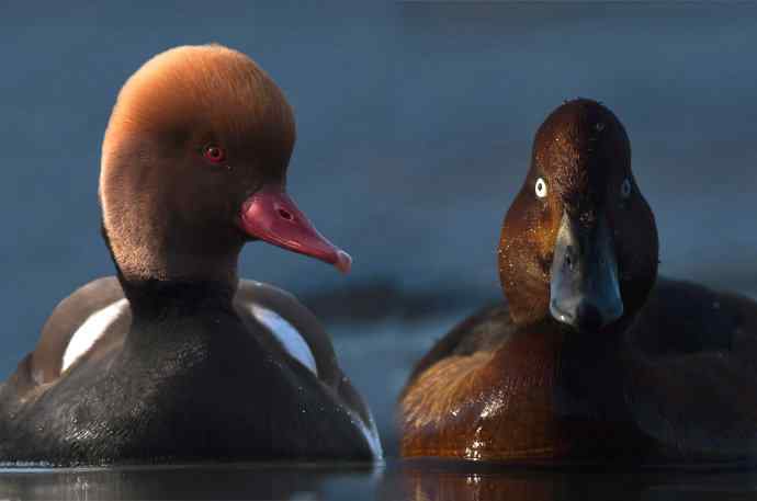 红头潜鸭:红眼横行,偶尔翻两下白眼