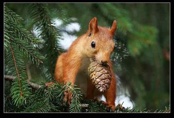 动物世界图片(上)