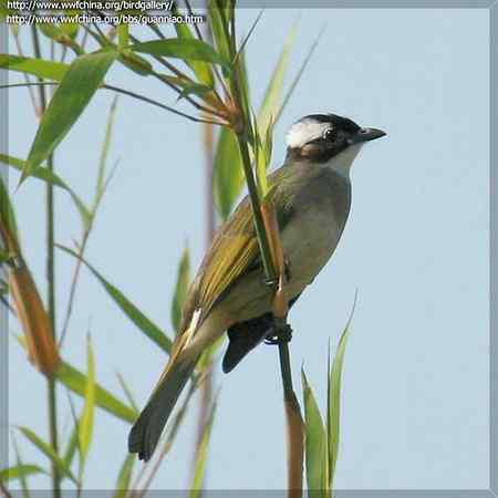 “熟悉”的白头鹎