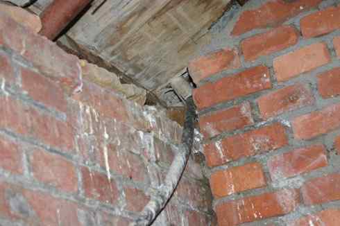 纵纹腹小鸮 VS 猛鸮 纵纹腹小鸮 VS 猛鸮