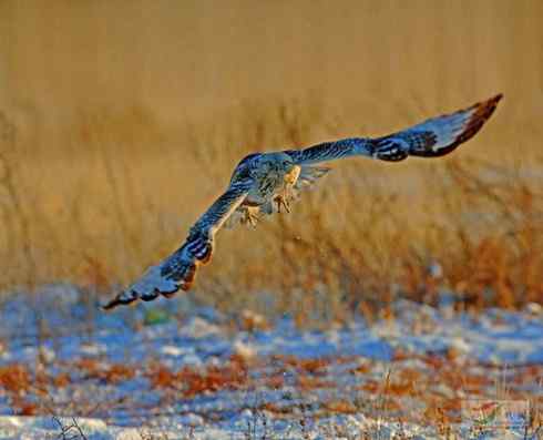 黄昏中的毛脚狂