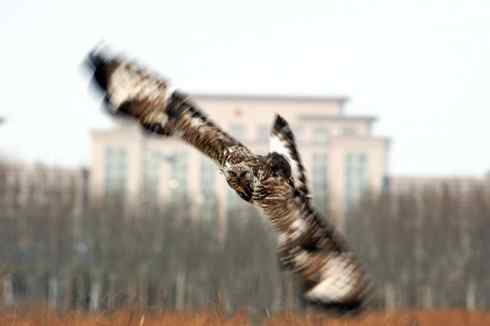 [组图]毛脚鵟飞翔的英姿