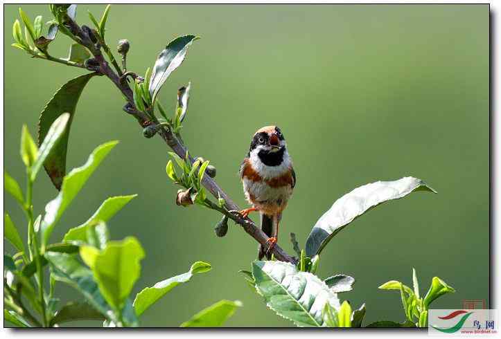 纤细的红头长尾山雀