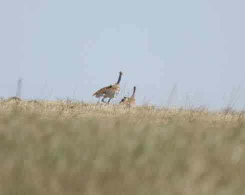 林甸的大鸨(图3张)