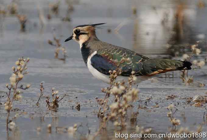 飞翔的凤头麦鸡