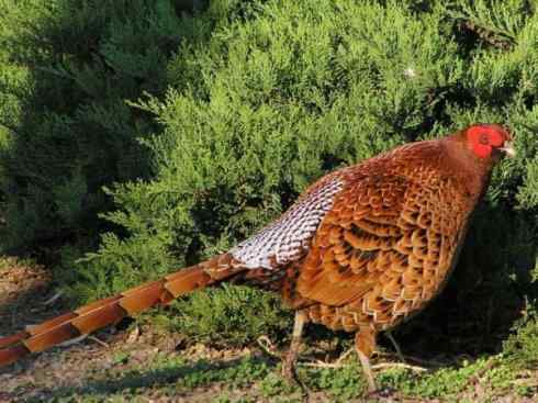 凤凰：传说的鸟原型探秘（雉鸡）