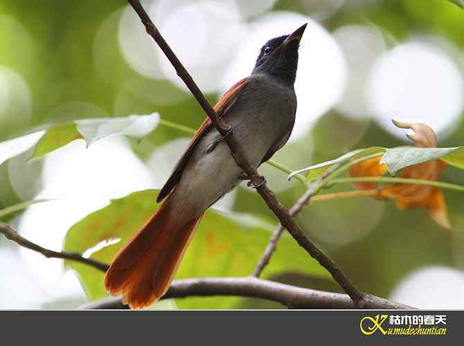 也拍鈥準俅潯菊掌