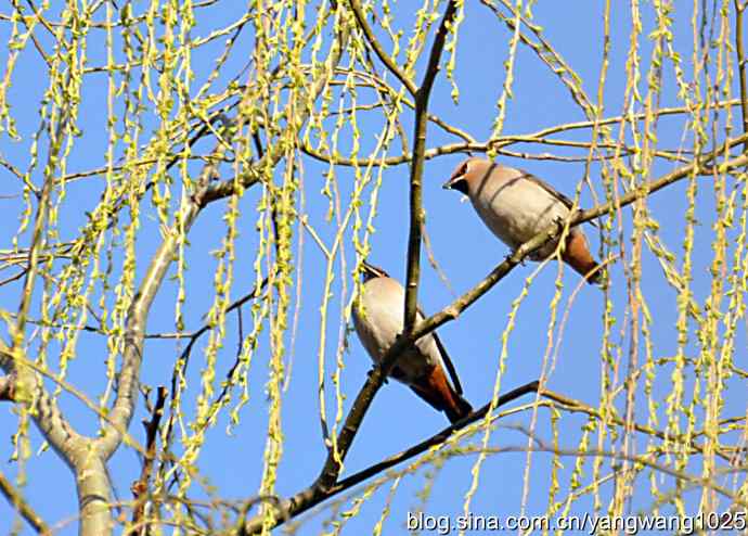 成双成对太平鸟 成双成对太平鸟