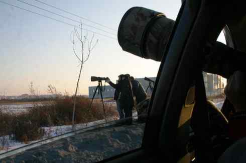 大庆猛鸮的生物链