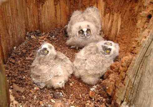 长耳鸮组图欣赏