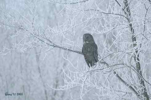 乌林鸮居住的环境