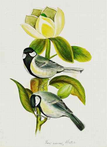 鸟类学对生物学的贡献