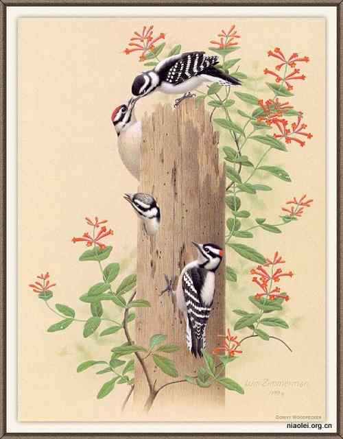 手绘画第6辑——美丽啄木鸟