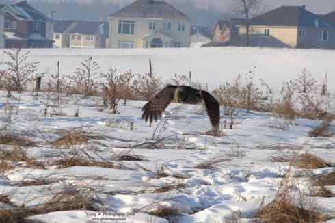 乌林鸮居住的环境