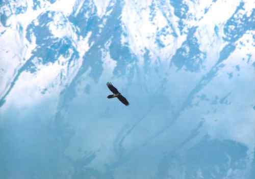 雪山拜会白马鸡