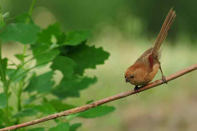 等待（南植收获）