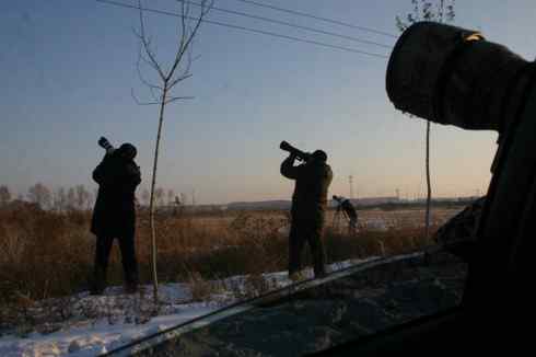 大庆猛鸮的生物链