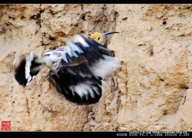 戴胜鸟图集欣赏