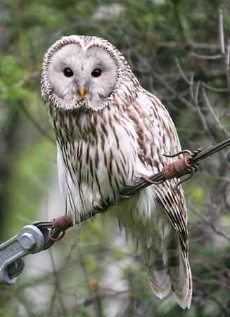 长尾林鸮 Ural Owl