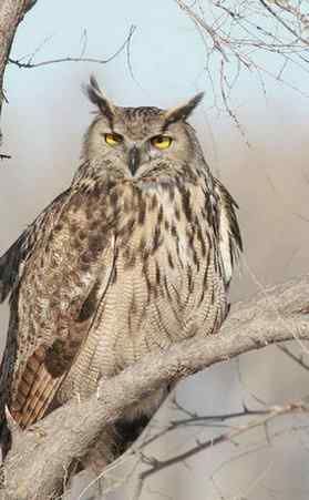 林甸的冬天——冰天雪地的鸟儿